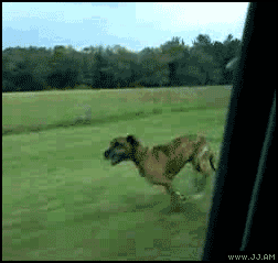 funniest-dog-gifs-dog-jumps-out-window