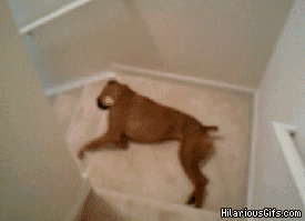 funniest-dog-gifs-stairs